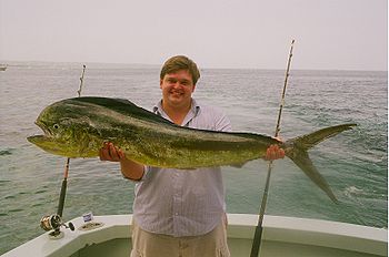 http://upload.wikimedia.org/wikipedia/commons/thumb/9/98/Female_Dolphin_Fish.jpg/350px-Female_Dolphin_Fish.jpg
