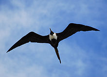 http://upload.wikimedia.org/wikipedia/en/thumb/8/8e/Femalefbird.jpg/220px-Femalefbird.jpg