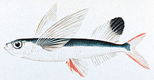 http://upload.wikimedia.org/wikipedia/commons/thumb/7/72/Sailfin_flyingfish.jpg/220px-Sailfin_flyingfish.jpg